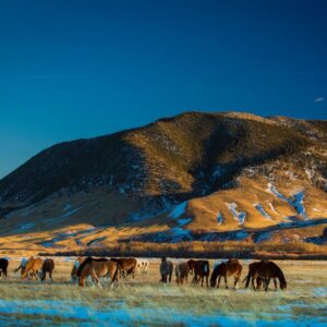 An image of a mountain and horses grazing in the valley.