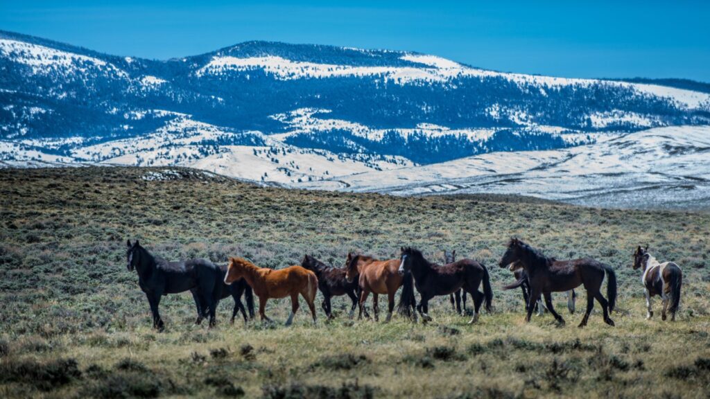 horses in Wyoming